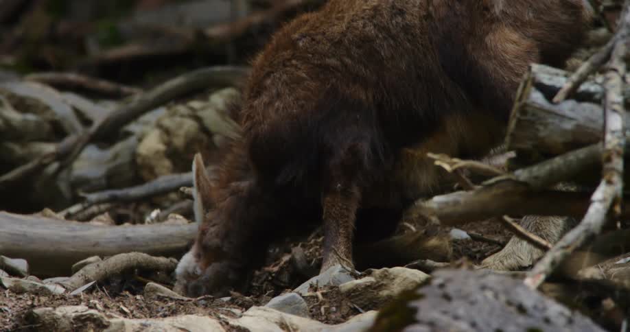 A horned animal digs a hole in the woods