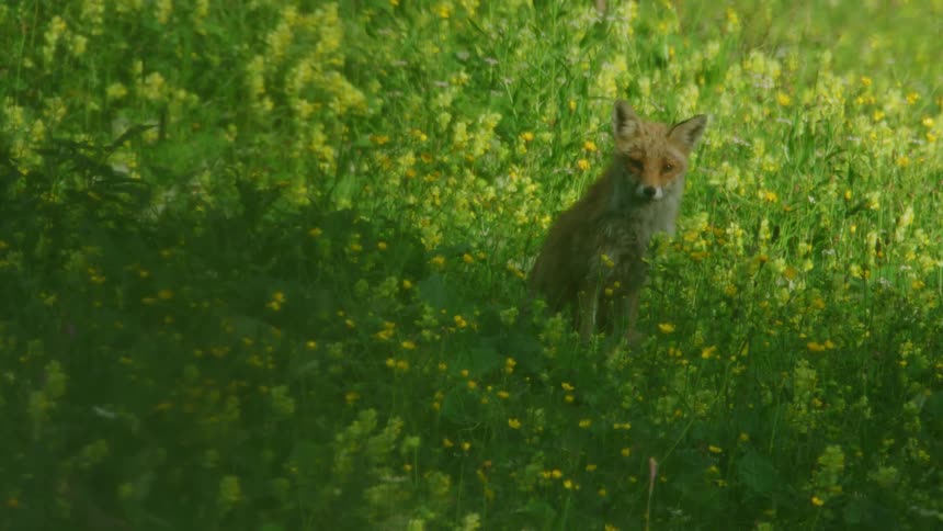 Fox with redbrown fur sits in the flower field