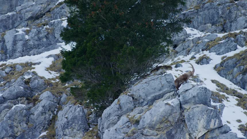 A mountain goat with large horns standing on a rocky surface of the mountain near a tree