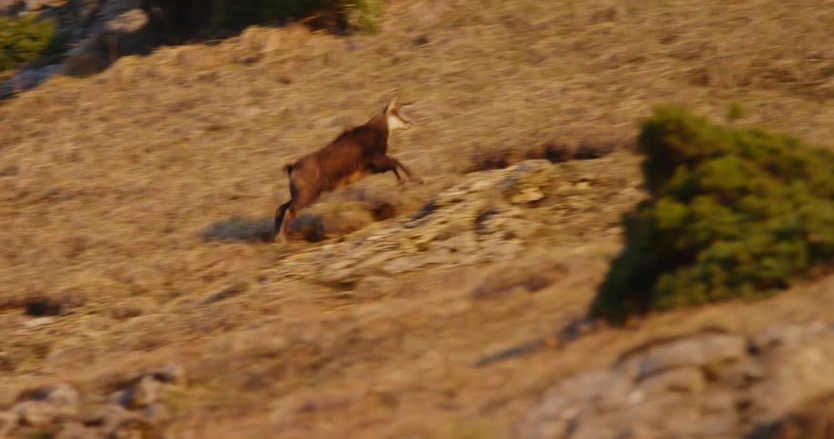A chamois runs up the side of a mountain