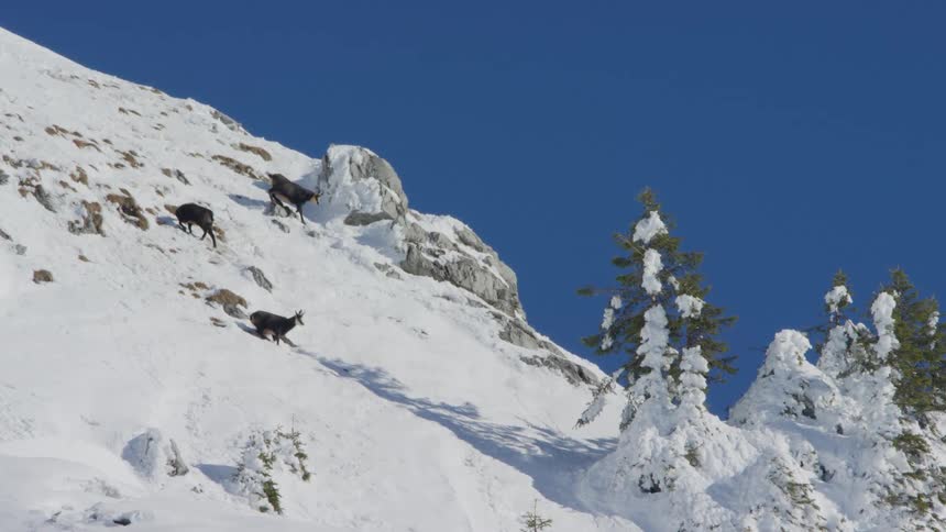 The mountain goats climb on the side of the mountain