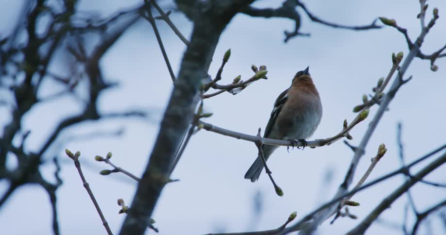 Bird perches on tree branch singing
