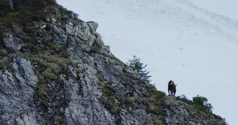 Alpine ibex goat on mountain slope