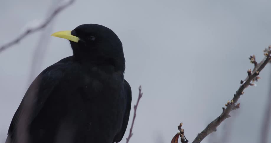 Alpine chough bird perches on tree branch