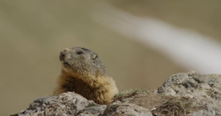 A marmot is standing on rocks looking around
