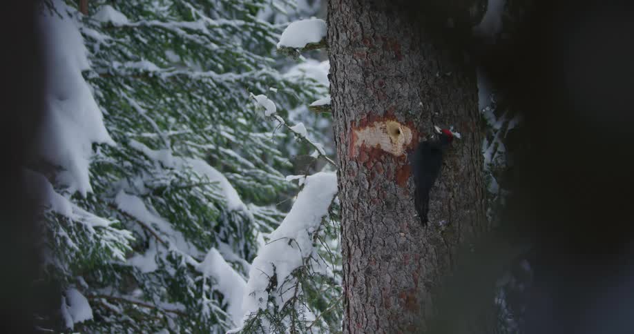 Black woodpecker pecks at tree in the snowy forest