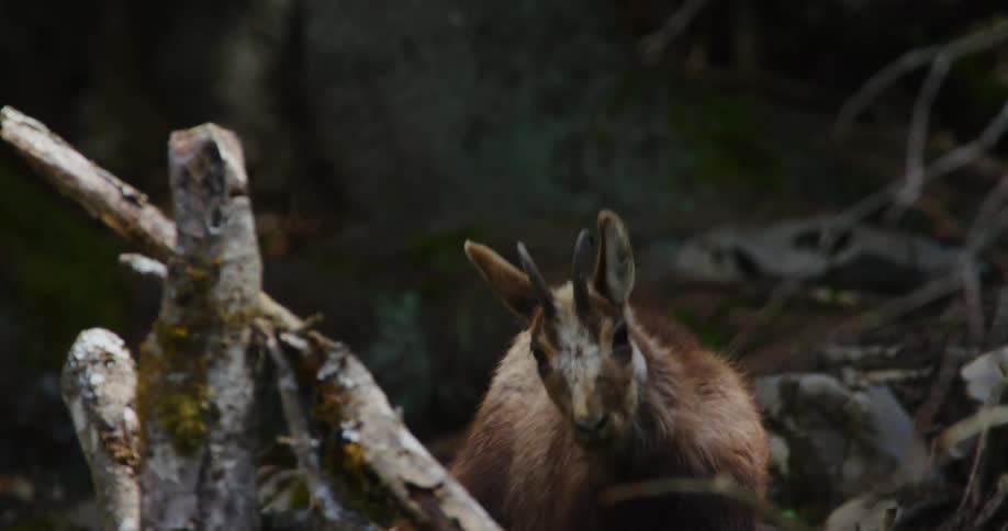 Rupicapra rupicapra rupicapra chamois in the forest