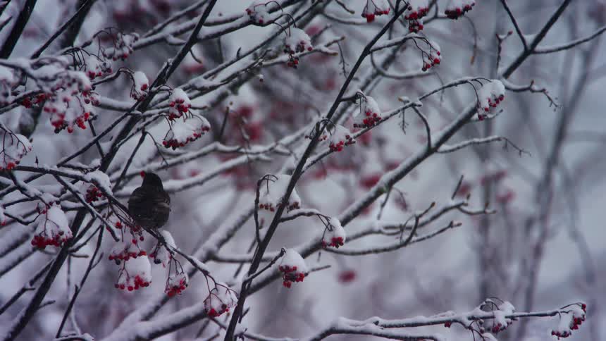 A bird sitting on a snow covered branch pecks at the red berries