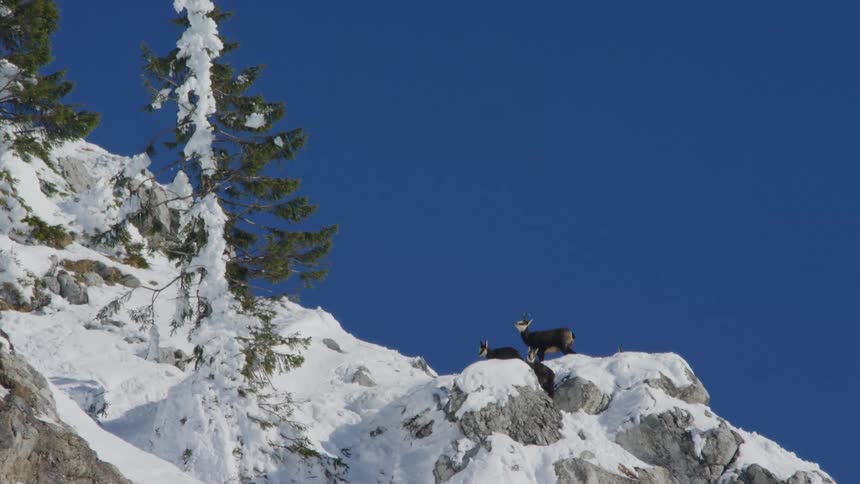 Coyotes are standing on rocks on a snow covered mountain looking around under a deep blue sky