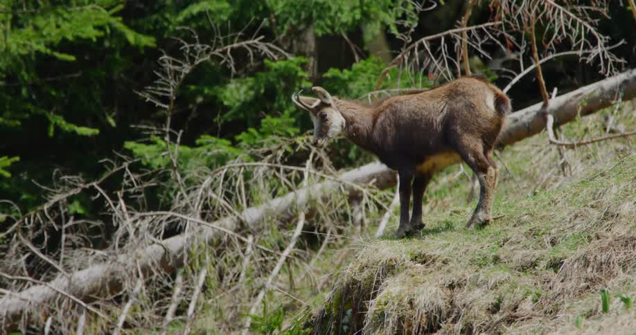 A goat standing on a grass slope near trees chewing as it grazes