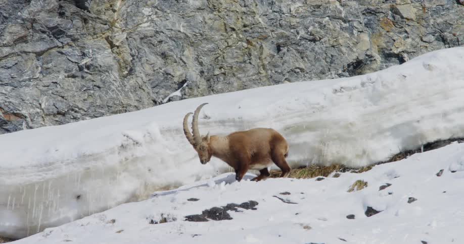 Alpine ibex with big horns on snowy mountain slope