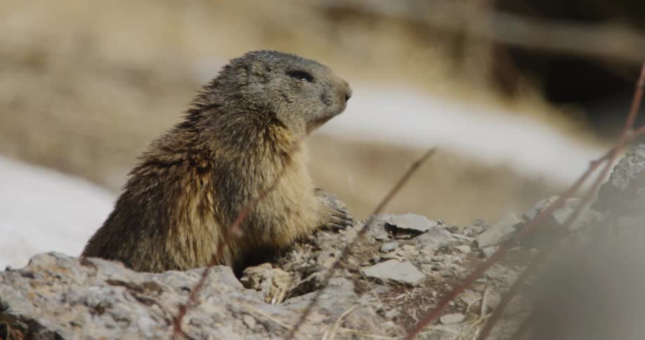 A groundhog with front claws on a rock looks around its hole