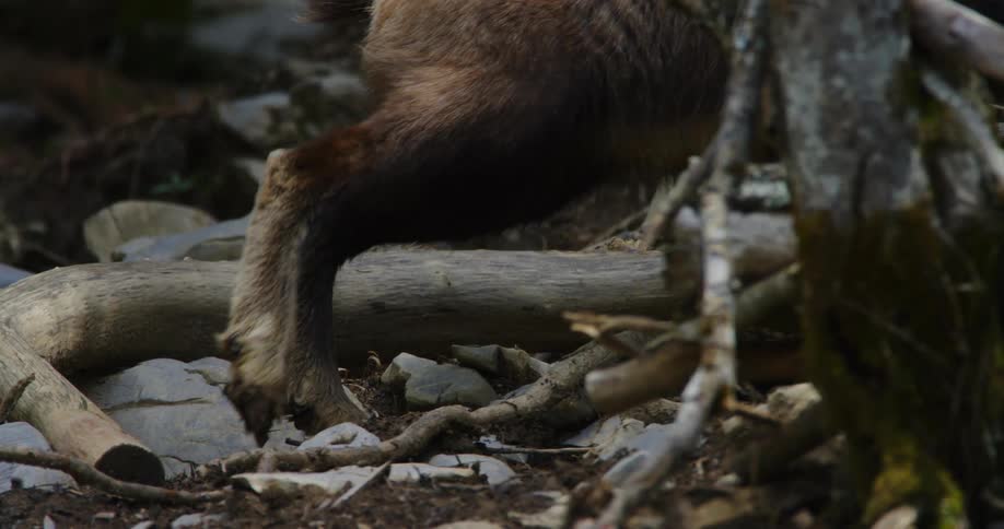 The back legs of a furry animal move over sticks and rocks