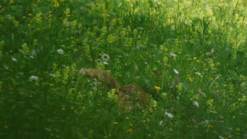 Reddish fox pounces on flower strewn sloping meadow