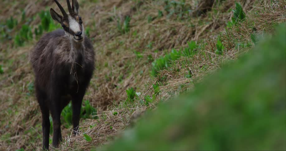 A black goat standing and staring while chewing grass