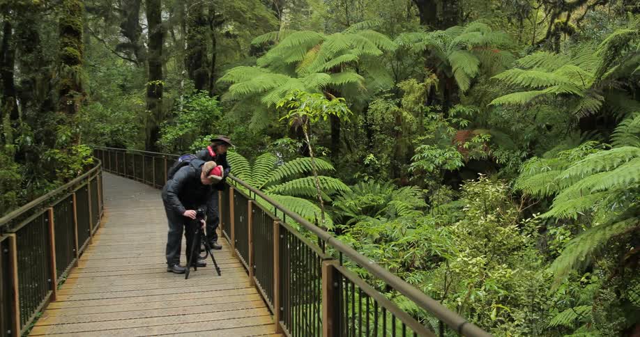 Two people walk along a wooden bridge over a forest