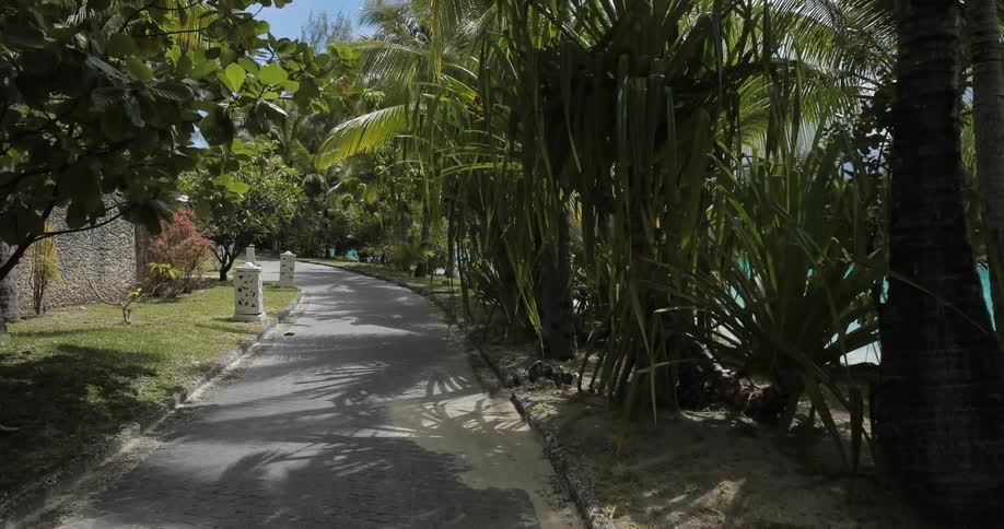 Moving down a palm tree lined path