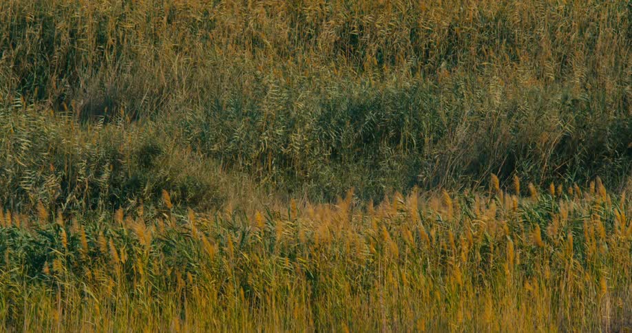 A view of a grassland landscape is displayed