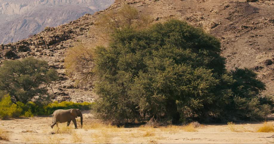 A desert-adapted elephant is walking across dry grass near a tree along a mountainside