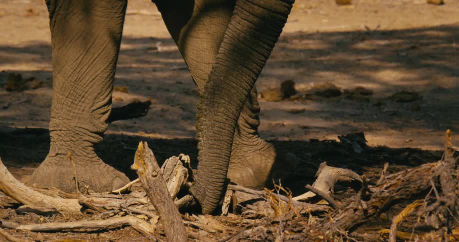 Close up view of the bottom of a desert-adapted elephant
