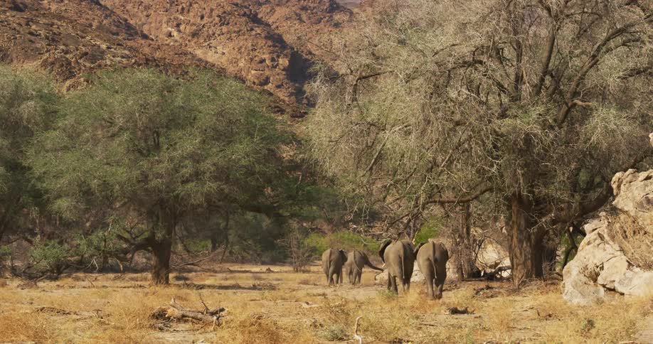 Desert-adapted elephants are walking across dry grass by trees as they move their trunks near the ground as they move toward a nearby mountain