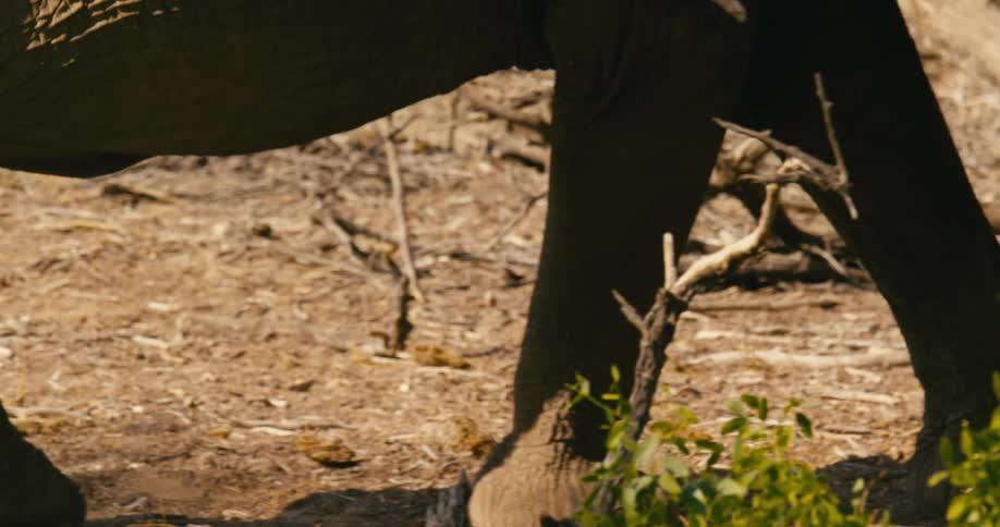A desert-adapted elephant walks slowly in a dry area on a sunny day
