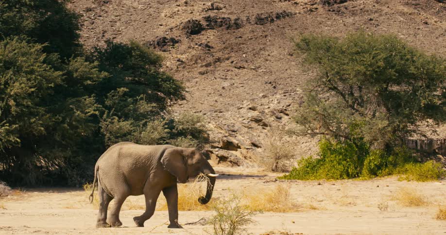 A large desert-adapted elephant slowly walks while holding some grass in its mouth
