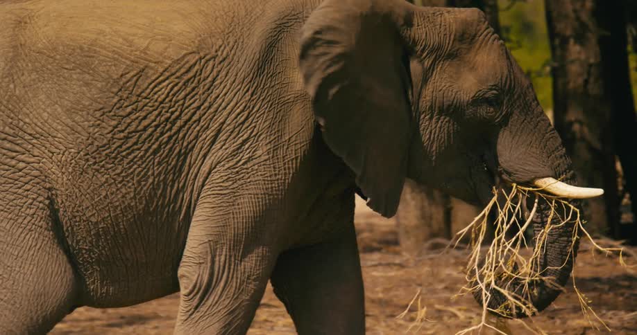 A closeup view of a desert-adapted elephant movement as it walks on grassy terrain while munching on grass with its trunk