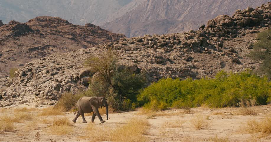 A desert-adapted elephant is walking in the safari jungle
