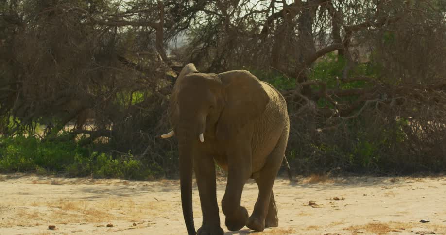 A large desert-adapted elephant walks slowly across a dirt covered clearing