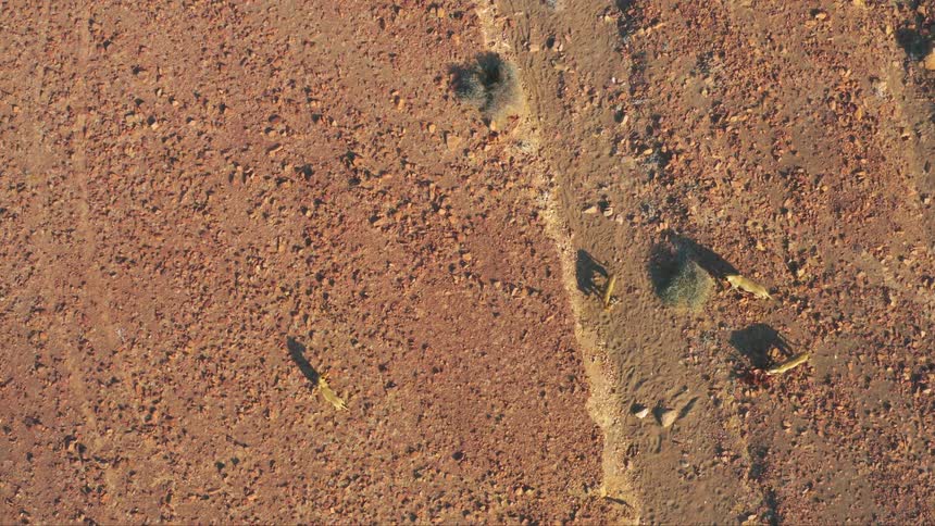A group of three desert-adapted lions walk around along some rocky and dusty terrain