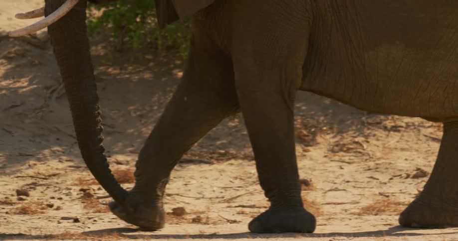A desert-adapted elephant walks along dusty ground