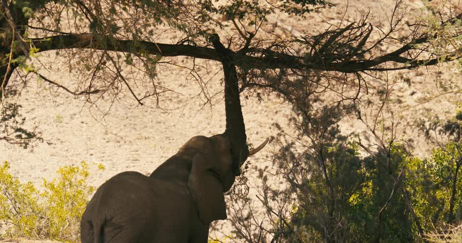 The view is of a desert-adapted elephant around the wilderness area