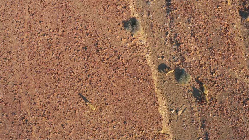 Four desert-adapted lions walk across a dirt path on a dry plain