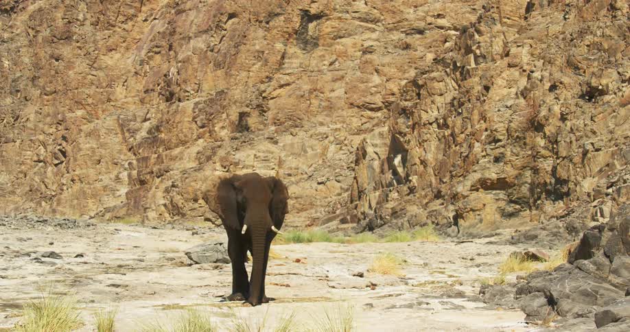 A desert-adapted elephant is walking near the side of a mountain with its trunk close to the ground
