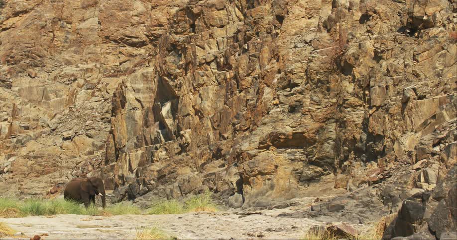 The view is of a desert-adapted elephant that is outdoors in the nature area