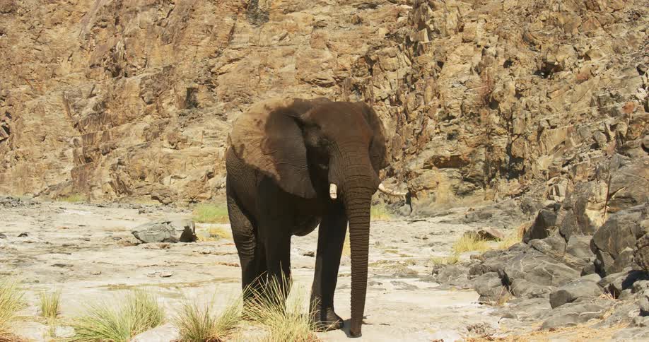 The sun shines upon a desert-adapted elephant walking near boulders along a mountainside
