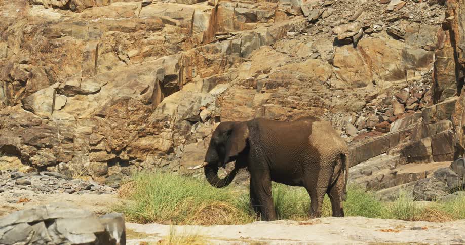 A lone african desert-adapted elephant standing in an elephant enclosure or habitat at the zoo