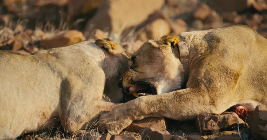 Two desert-adapted lions fight and try to bite each others necks