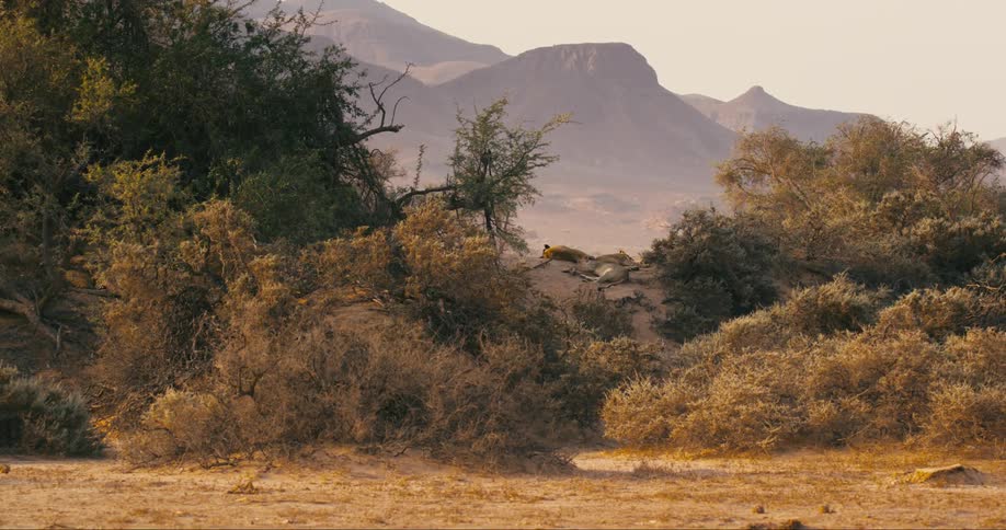Desert-adapted lions sleeping on a dirt knoll between plants and bushes in the desert with mountains in the distance