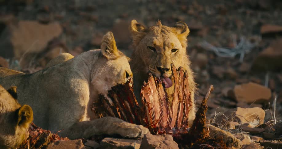 The view is of desert-adapted lions eating there prey in the wilderness