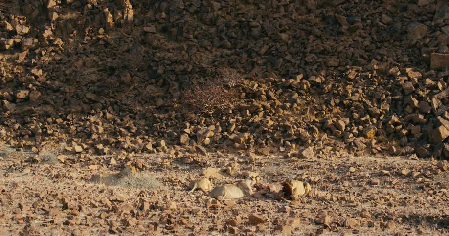 A small group of desert-adapted lions laying down in a gravel rocky area with large rock rubble behind them