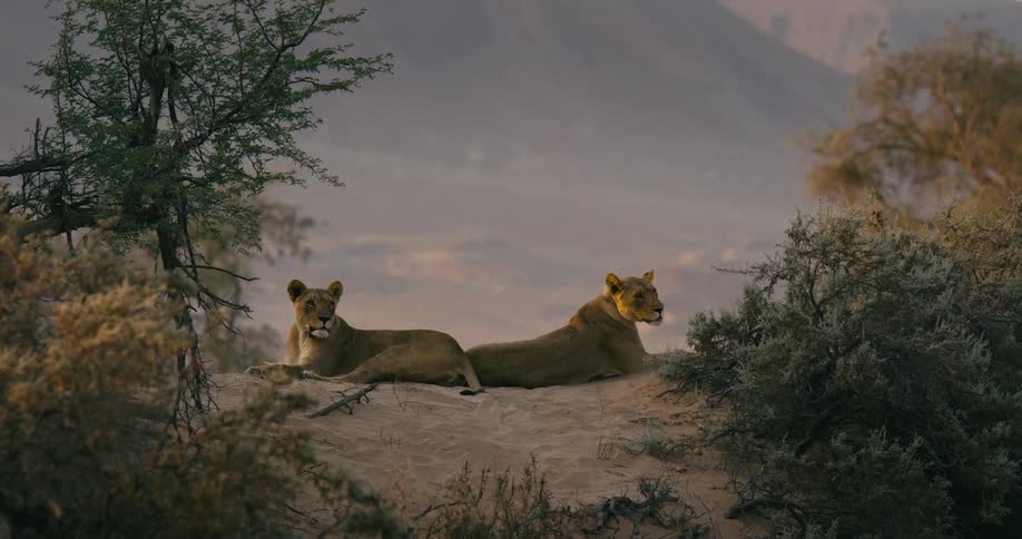 Two desert-adapted lions are resting on a sand dune in the jungle on a breezy day