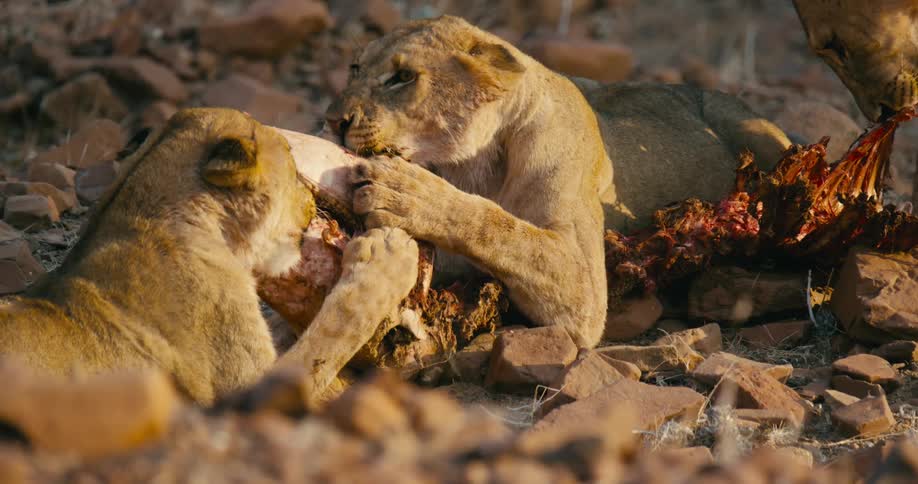 Desert-adapted lions are eating meat that they hunted