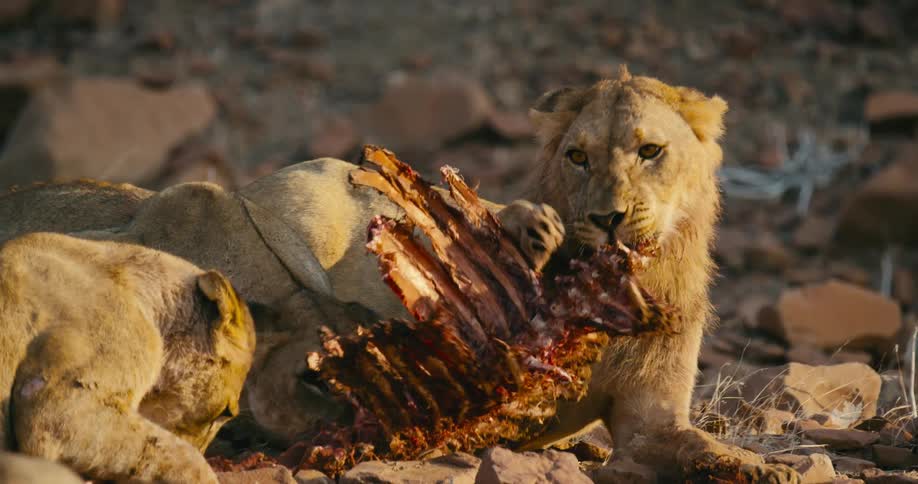 Three desert-adapted lions are eating a large bone from an animal the image depicts the natural behavior of these carnivores as they consume their prey showcasing the rawness of the wildlife in action