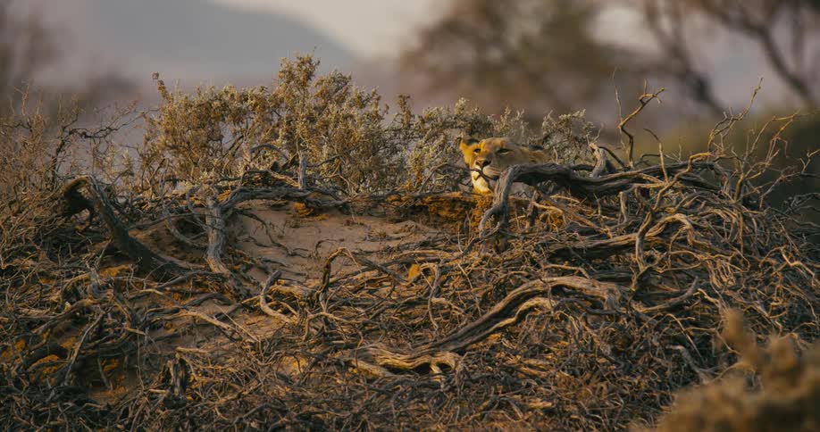 Solitary desert-adapted lion is seated in a bush quietly observing its surroundings conveying a sense of solitude and attentiveness to its environment