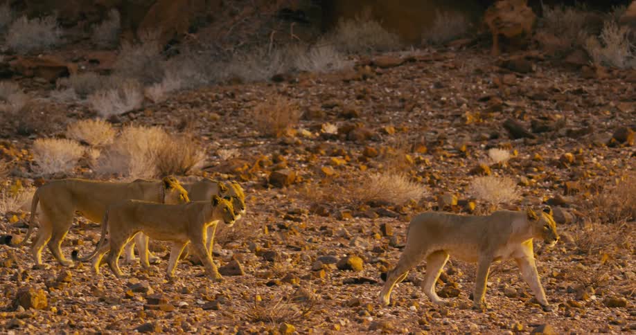A group of desert-adapted lions is walking in a lonely and dry land