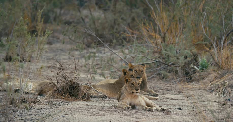 A desert-adapted lion cub sits with adult lions in the dirt