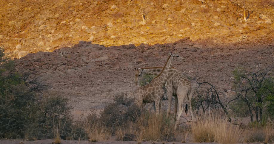 Two tall giraffes stand together in the shade of a nearby hill