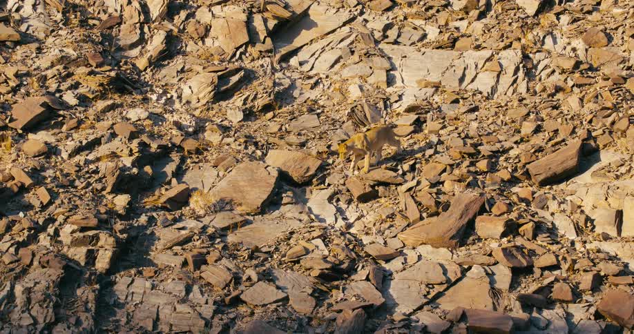 A desert-adapted lion climbs down the side of a mountain